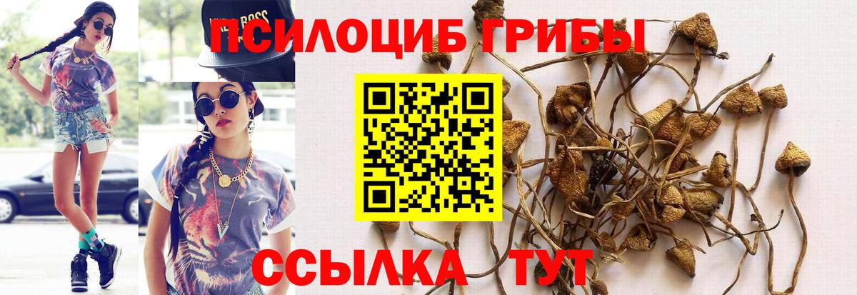 Галлюциногенные грибы Psilocybe  Вход с VPN  Гуково 