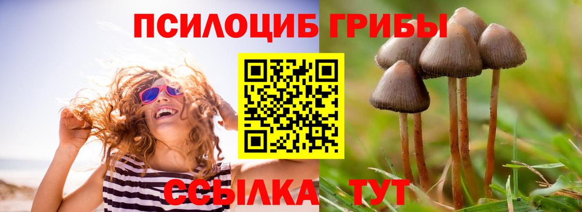 Галлюциногенные грибы Psilocybine cubensis Гуково